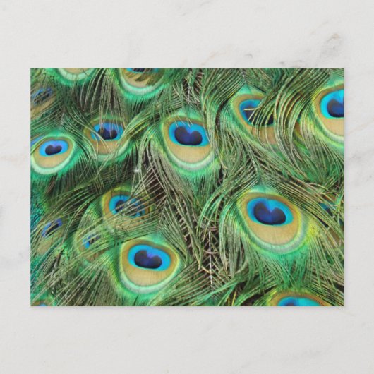 Peacock Plume briefkaart (Voorkant)
