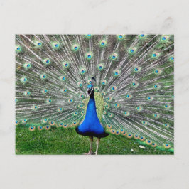 Peacock Plume Briefkaart
