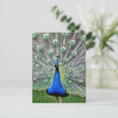 Peacock Plume Briefkaart (Staand voorkant)