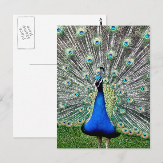 Peacock Plume Briefkaart (Voorkant / Achterkant)