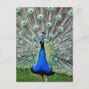 Peacock Plume Briefkaart