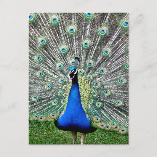 Peacock Plume Briefkaart (Voorkant)
