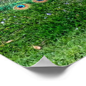 Peacock Plume Poster (Hoek)