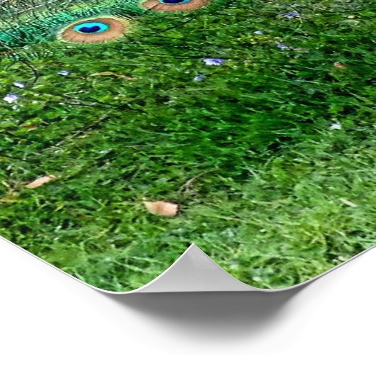 Peacock Plume Poster (Hoek)