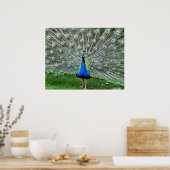 Peacock Plume Poster (Keuken)