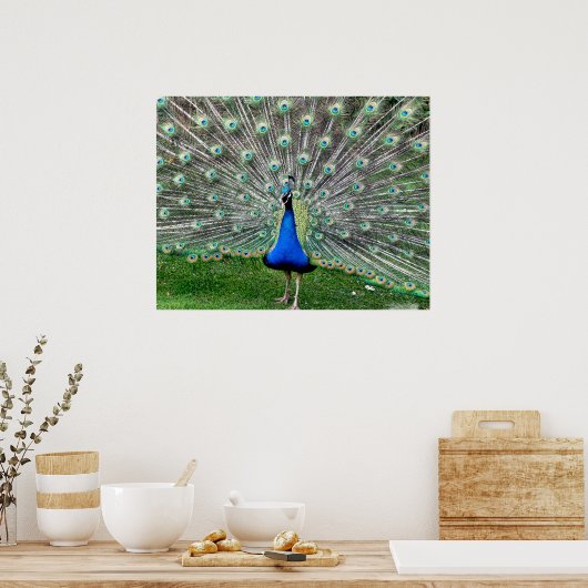 Peacock Plume Poster (Keuken)