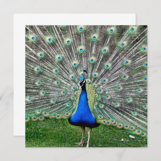 Peacock Plume Uitnodiging (Voorkant / Achterkant)
