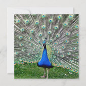 Peacock Plume Uitnodiging (Voorkant)