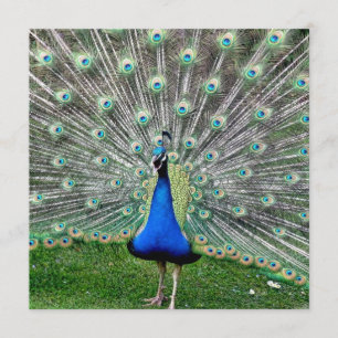 Peacock Plume Uitnodiging
