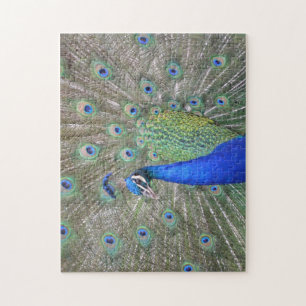 Peacock Plumes Puzzle Legpuzzel