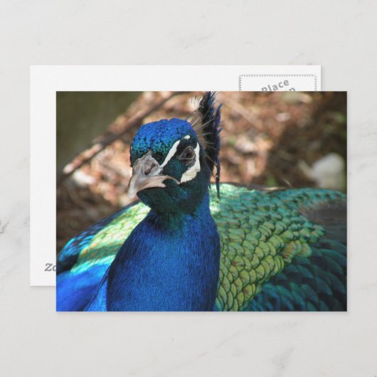 Peacock Post Card Briefkaart (Voorkant / Achterkant)