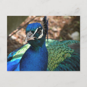 Peacock Post Card Briefkaart