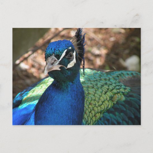 Peacock Post Card Briefkaart (Voorkant)