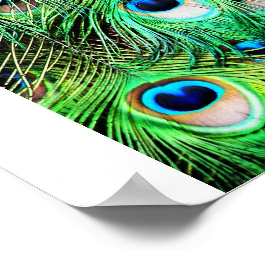  Peacock Poster (Hoek)