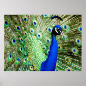 Peacock Poster (Voorkant)