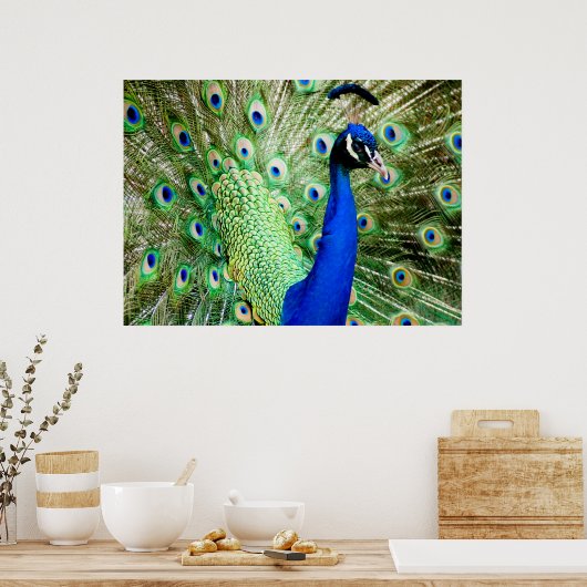 Peacock Poster (Keuken)