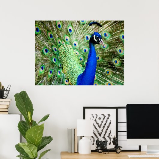 Peacock Poster (Thuiskantoor)