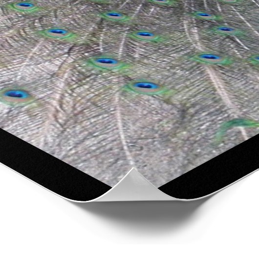 Peacock Poster (Hoek)