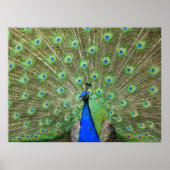 Peacock Poster (Voorkant)