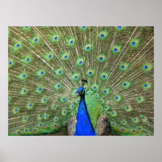 Peacock Poster (Voorkant)