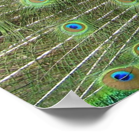 Peacock Poster (Hoek)