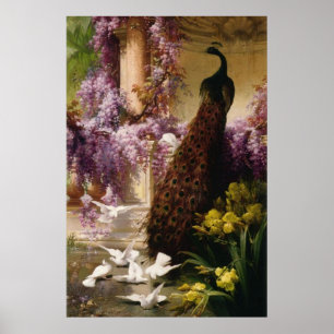 Peacock Poster