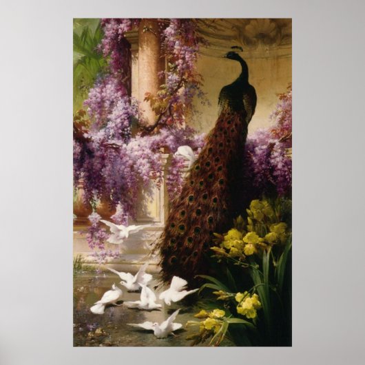  Peacock Poster (Voorkant)