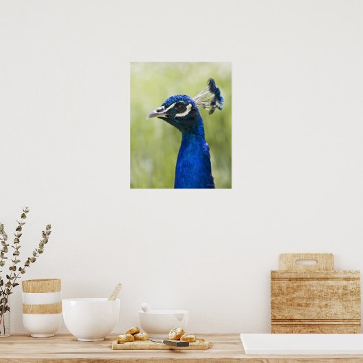 Peacock Poster (Keuken)