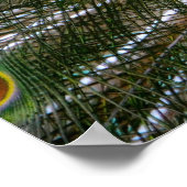 Peacock Poster (Hoek)