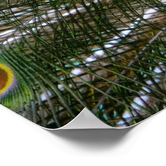 Peacock Poster (Hoek)