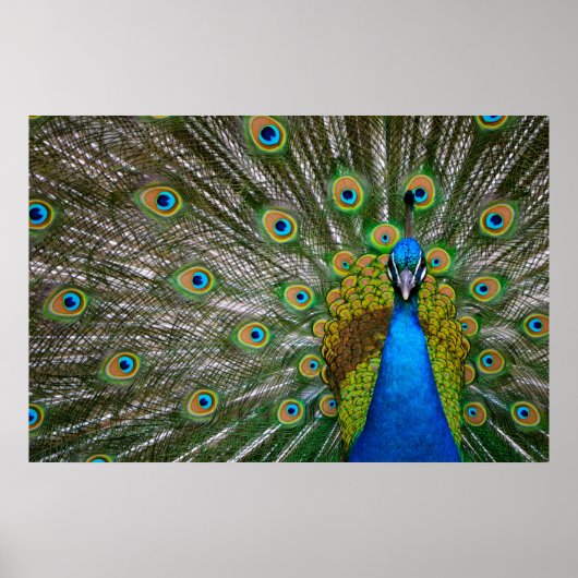 Peacock Poster (Voorkant)