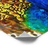 Peacock Poster (Hoek)