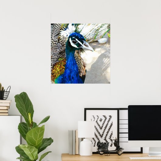Peacock Poster (Thuiskantoor)