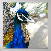 Peacock Poster (Voorkant)