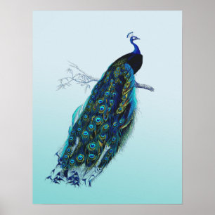 Peacock Poster