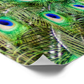 Peacock Poster (Hoek)