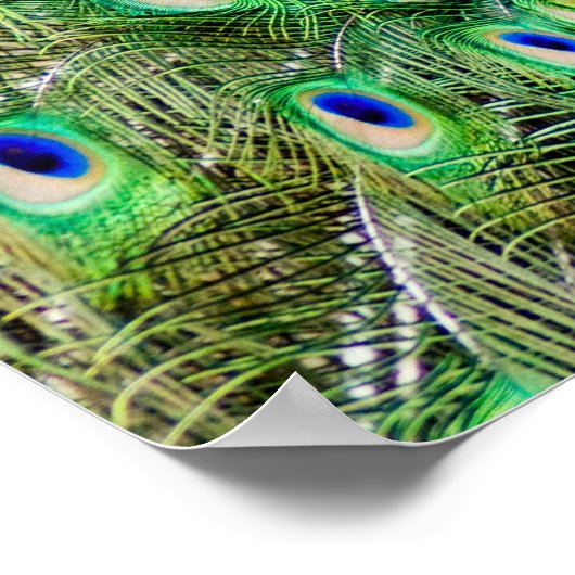 Peacock Poster (Hoek)