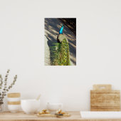 Peacock Poster (Keuken)