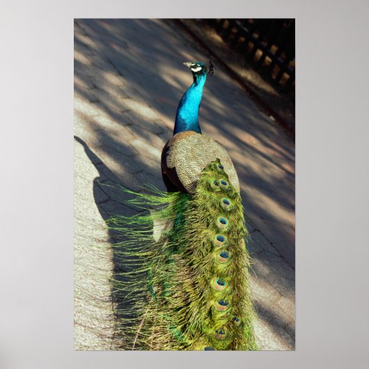 Peacock Poster (Voorkant)