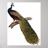  Peacock Poster (Voorkant)