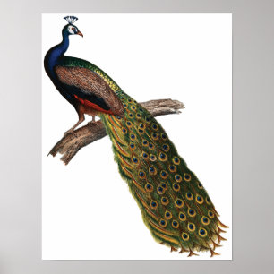 Peacock Poster