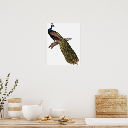 Peacock Poster (Keuken)