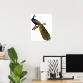  Peacock Poster (Thuiskantoor)