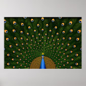 Peacock Poster (Voorkant)