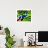 Peacock Poster (Thuiskantoor)