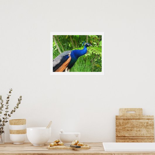 Peacock Poster (Keuken)