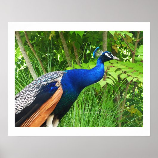Peacock Poster (Voorkant)