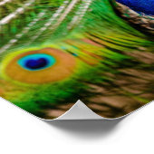 Peacock Poster (Hoek)
