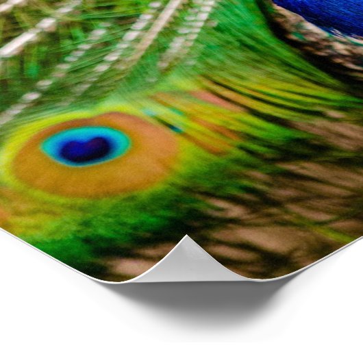 Peacock Poster (Hoek)