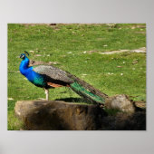 Peacock Poster (Voorkant)